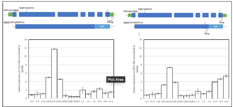 Sub-colony cell culture으로 단일 세포에서 유래된 U251-MG (U), β13 (b13), β18 (b18), pcDNA3 empty vector transfection 된 U251-MG (C)와 pcDNA3에 MuD cDNA와 GFP가 과발현된 U251-MG (M)을 두 개의 primers pairs을 이용하여 RT-qPCR함. 첫 번째 primer pairs (왼쪽)은 MuD mRNA의 3‘ UTR을 증폭함. 따라서, 과발현된 pcDNA3-MuD는 증폭되지 않음. 두 번째 primer pairs (오른쪽)은 MuD coding region의 3’ end에 위치하여 따라서 pcDNA3-MuD가 증폭됨. 두 primers을 이용할 경우, b13과 b18 두 세포주 NMD가 일어나지 않을 것을 알 수 있으며, 뿐만 아니라 b13의 경우 MuD mRNA의 발현이 10배 이상으로 높아, 오히려 과발현 세포 주와 유사함을 알 수 있음