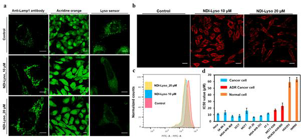 (a, left) Lysosomal membrane integrity followed by lysosomal swelling study using Recombinant Anti-LAMP1 antibody in control and NDI-Lyso treated HeLa cells. (a, middle) Lysosomal membrane integrity in control and NDI-Lyso treated HeLa cells followed by loading of lysosomes with acridine orange (AO) and enforcing lysosomal rupture by expo-sure to 488 laser light. The increase in the green fluorescence intensity indicates the loss of the lysosomal membrane integrity. (a, right) Fluorescence images showing lysosomal damage as the decrease in intensity of the lyso-sensor in NDI-Lyso treated HeLa cells compared to control. Scale bar corresponds to 10 μm. (b) DHE assay in control, 10 and 20 μM NDI-Lyso treated HeLa cells. Strong red fluorescence of DHE in NDI-Lyso treated HeLa cells indicates the ROS generation due to Lyso assembly. (c) Lysosomal damage was also confirmed through flow cytometry measurement. (d) IC50 (24h) values of NDI-Lyso in various cancer, drug resistance cancer and normal cell lines