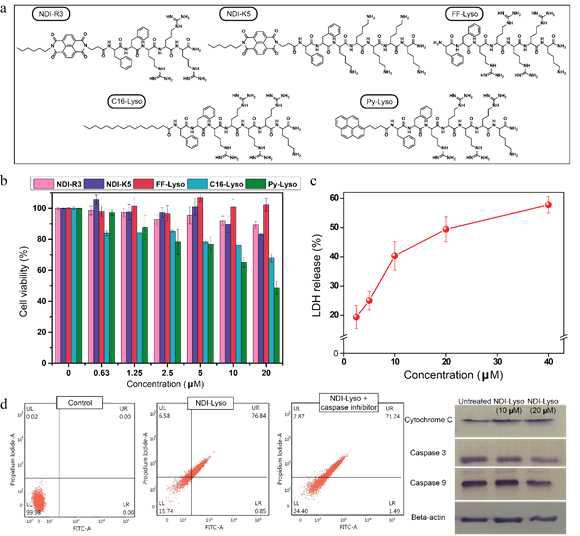 (a) Molecular structure of different control compounds of NDI-lyso. (b) Cell viability study of various control compounds in HeLa cell line for 24h using MTT assay. (c) Concentration dependent LDH release from the HeLa cells after with NDI-lyso. Data obtained by triplicate measurement (n=3) and presented as mean ± SEM. (d) Annexin V/PI assay in HeLa cells using flow cytometry after treatment with NDI-lyso and NDI-lyso+caspase inhibitor. The result indicates the lyso-assembly induced caspase independent apoptotic death of HeLa cells. (e) Western blotting of the various caspase dependent apoptotic marker in HeLa cells after NDI-lyso treatment