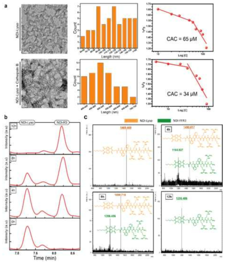 (a) TEM image, histogram of the length distribution of the fibers formed and CAC value of NDI-lyso before and after addition of cathepsin B (2 U/mL) to the solution for 24h. Analysis of the time dependent enzymatic cleavage of the NDI-lyso in the HeLa cell lysate using (b) analytical HPLC and (c) MALDI-TOF/TOF