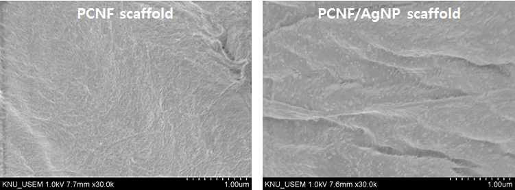 Morphological characteristics of PCNF and PCNF/AgNP scaffold. (Concentration of AgNO3: 10mM)