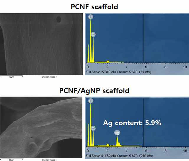 EDS analysis of PCNF and PCNF/AgNP scaffold. (Concentration of AgNO3: 10mM)