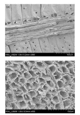 Morphological characterization of HCNF scaffolds; (a) longitudinal section (b) cross section