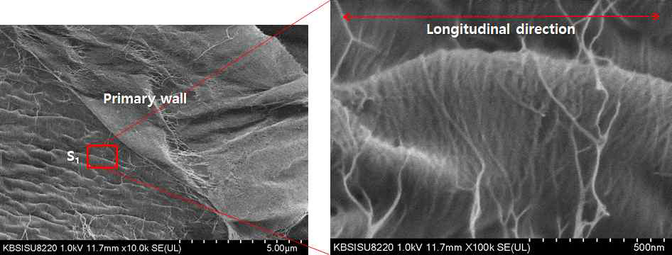 Morphological characteristics of cellulose microfibril in S1 layer