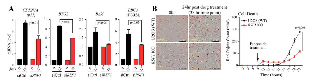 RSF1 결핍세포에서 DNA 손상 유도시 p53-dependent 전사조절의 변화