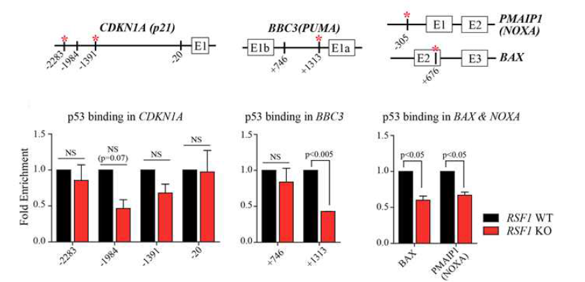 RSF1 결핍세포에서 p53 target 유전자의 promoter에서 p53의 축적의 감소