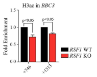 RSF1 결핍 세포 내 BAX promoter의 H3 acetylation level 감소