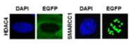 RSF1과 결합 단백질 중 DNA 손상부위에 축적되지 않는 단백질 분석
