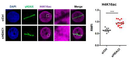 DNA 손상부위에서 HDAC1의 substrate인 H4K16 acetylation level의 변화