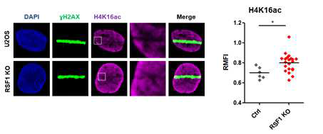 RSF1 Knock out 세포에서 DNA 손상부위의 H4K16 acetylation level의 변화