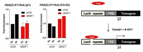 RSF1에 의해 조절되는 DNA 손상시 H2A(X) K119 ubiquitination의 변화