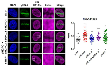 RSF1과 HDAC1에 의해 조절되는 DNA 손상부위의 H2A K118 deacetylation 변화