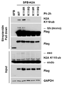 H2A K118 acetylation과 H2A K119 ubiquitination의 상호작용