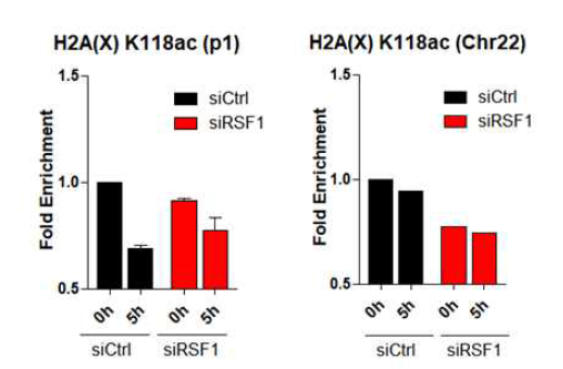 RSF1에 의해 조절되는 DNA 손상부위에서의 H2A K118 deacetylation의 변화