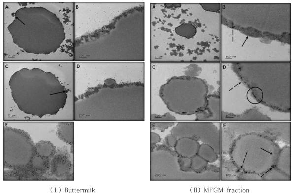 TEM (Transmission Electron Microscopy) image of emulsions prepared with a butter milk powder and a milk fat globule membrane fraction. Line arrow : protein and protein aggreates, Dotted arrow: polar lipids (phospholipids)