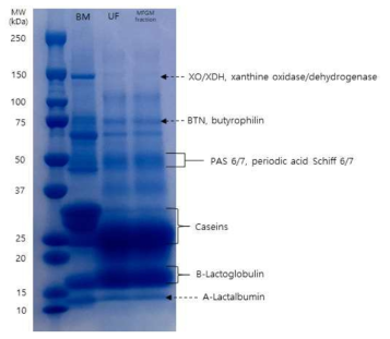 SDS-PAGE protein profiling of milk fat globule membrane materials. Rf=reference molecular weight marker, BM=butter milk powder, UF=ultrafiltration, MFGM fraction