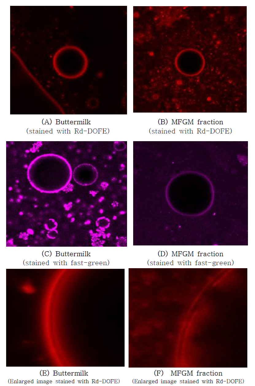 Confocal laser scanning microscopy images of emulsions prepared with a butter milk powder and a milk fat globule membrane fraction. A-B: Polar lipids located at the surface of the emulsion droplets. Polar lipids were stained with Rhodamine-DOFE fluorescent dye. C-D: The proteins located at the surface of the emulsion droplets. Polar lipids were stained with fast-green fluorescent dye