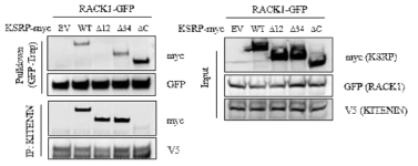 KSRP와 RACK1과 KITENIN의 복합체 형성