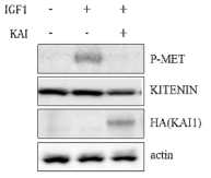 IGF1 처리에 의한 MET 인산화와 KITENIN발현에 대한 KAI1 과발현 효과