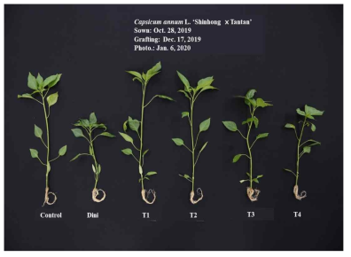 송풍처리를 이용한 고추 접목묘의 도장 억제 효과