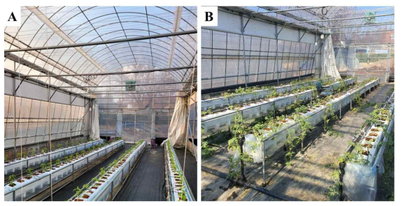 진동 처리한 고추(A)와 수박(B) 접목묘의 정식 후 생육