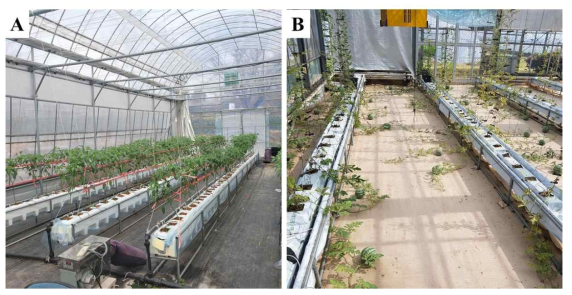 송풍 처리한 고추(A)와 수박(B) 접목묘의 정식 후 생육