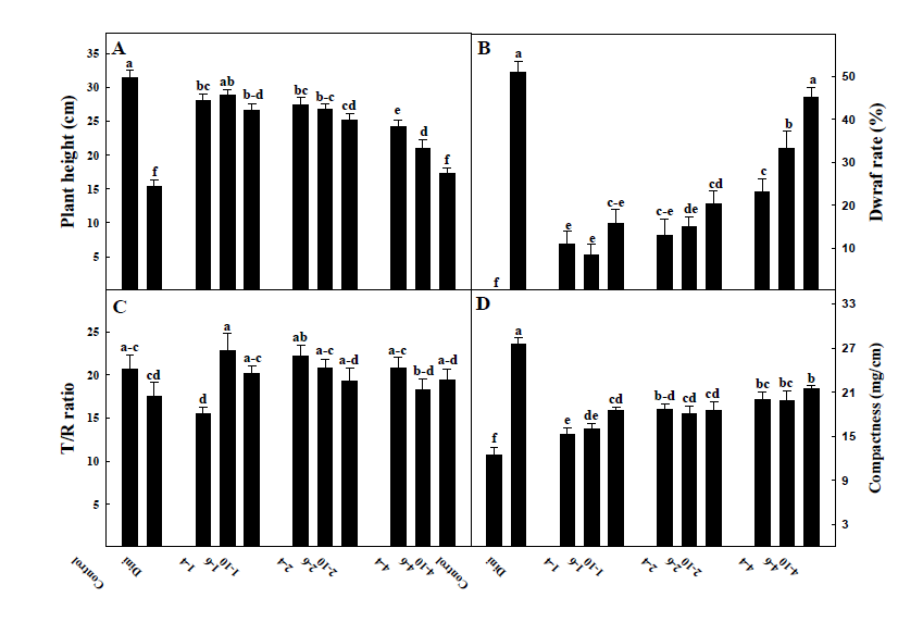 송풍처리에 따른 수박 실생묘의 초장(A), 왜화율(dwarf rate, B), T/R율(C), 및 충실도(compactness, D)