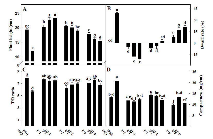 송풍처리에 따른 고추 실생묘의 초장(A), 왜화율(dwarf rate, B), T/R율(C), 및 충실도(compactness, D)