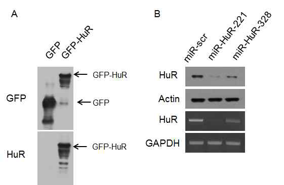 RNA결합단백질 HuR의 overexpression (A) 및 knockdown (B) 아데노바이러스의 제작