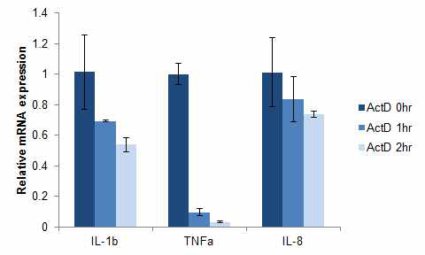 각질형성세포의 염증성 사이토카인의 mRNA 안정성 확인