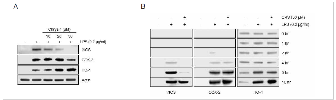 Down-regulation of iNOS and COX2 and up-regulation of HO-1 by chrysin treatment in LPS-stimulated RAW264.7 cells