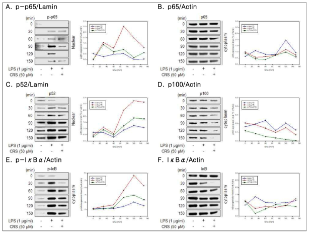 Inhibition of nuclear translocation of NF-kB p-p65 and p52, and decrease of phosphorylation of IκBα in the cytoplasm by chrysin treatment in LPS-stimulated RAW264.7 cells