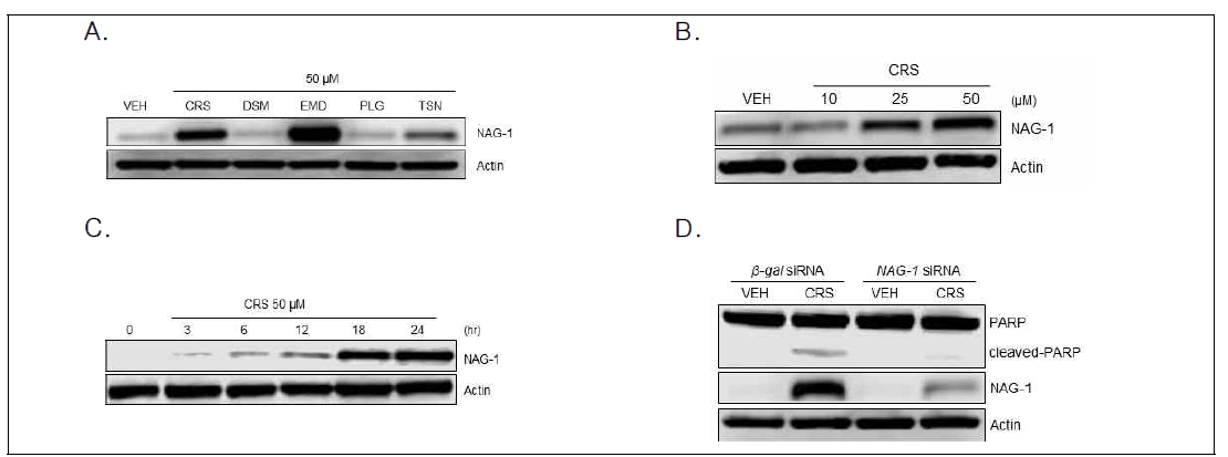 Increase of NAG-1 expression by phytochemicals in HCT116 cells. (A) Up-regulation of NAG-1 by chrysin and emodin. (B, C) Increase of NAG-1 by chrysin in a dose-dependent and time-dependent manner. (D) Recovery of apoptosis by NAG-1 siRNA transfection