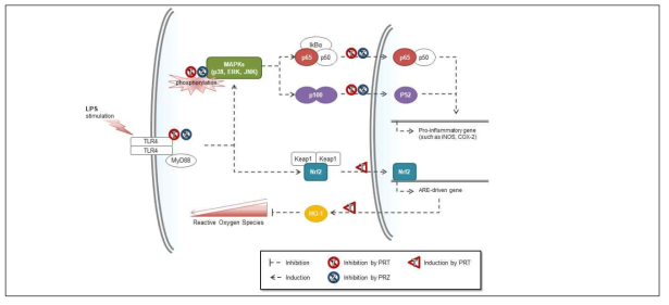 Proposed models on working molecular mechanisms for anti-inflammatory effects of phloretin and phloridzin