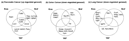 Determination of oncogene-dependent key tumorigenic genes in (a) pancreas, (b) colon, and (c) lung cancers, respectively