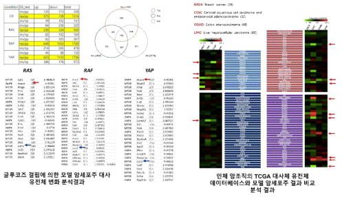 에너지 항상성 조절 AMPK/mTORC1과 상호작용하는 암 특이 대사 단백질 분석