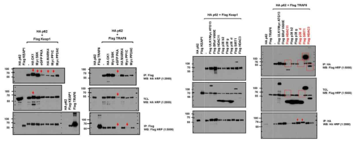 Co-immunoprecipitaion and protein level analysis of p62/SQSTM1, Keap1, and TRAF6