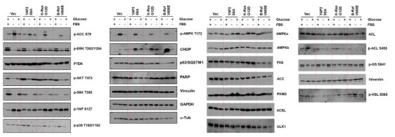 Determination of expression and activity of the key enzymes in carbohydrate/lipid metabolism, AMPK/mTORC1 signaling pathways, stress responses, and autophagy, by a panel of western blots