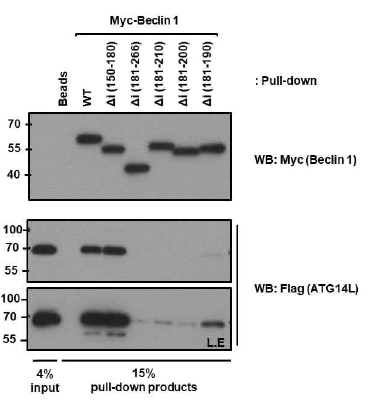 Determination of minimum core-region on Beclin 1 required for Beclin-ATG14L binding. Beclin1-ATG14L binding was examined by Beclin1-IP using the cell lysates from the HEK293 cells, to which the indicated Beclin1 (full-length wild-type and various internal deletion Beclin1) and ATG14L were co-transfected