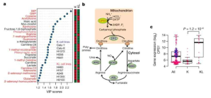 LKB1에 의한 K-Ras 돌연변이형 NSCLC 암세포의 pyrimidine 대사의 비정상적 활성화