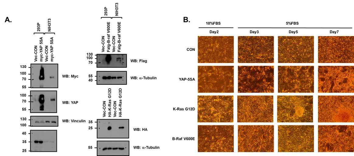 Establishment of oncogene-specific transformed cell line. (A) Expression of target oncogene in the cell line (B) Colony formation assay of the transformed cells