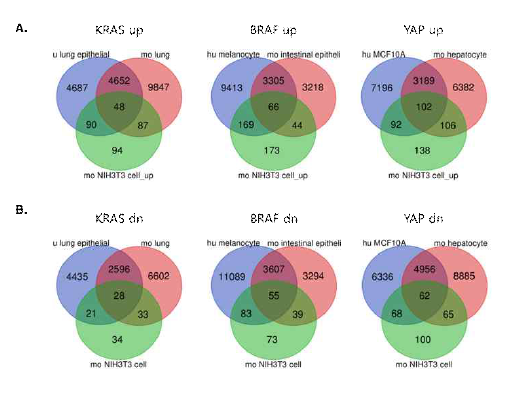 Cross-Check analysis for the candidate genes in tumorigenesis. 모델 암 세포주 패널 데이터 (NIH3T3, green circles), in vivo mouse cancer model (light purple circles, K-ras G12D driven NSCLC, GSE113717; B-raf V600E overexpressing transgenic intestine, GSE50678; YAP-5SA overexpressing transgenic liver, GSE89284), human cell-based 모델 암 세포주 (magenta circles, K-ras G12V overexpressing lung epithelial AALE cell line, GSE17671; Braf overexpressing human primary epidermal melanocyte, GSE46801; YAP-overexpressing epithelial MCF10A cell line, GSE60876) data 분석