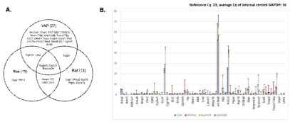 Analysis of common and specific genes affected by Kras, Braf, and YAP oncogenes