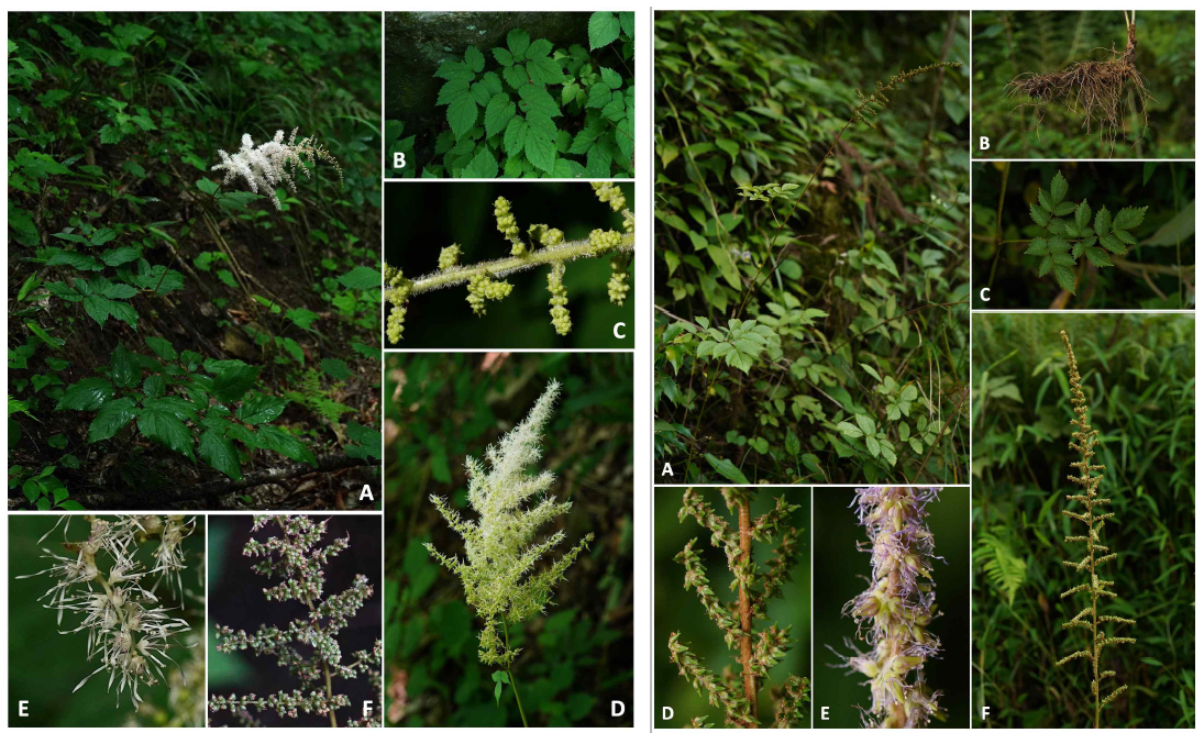 A. koreana (좌) A. 전초, B. 잎, C. 화축, D. 화서, E. 꽃, F. 열매; A. chinensis (운남) (우) A. 전초, B. 근경, C. 잎, D. 화축/열매, E. 꽃, F. 화서