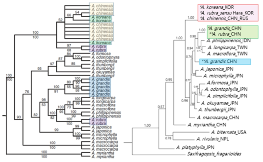 노루오줌속Astilbe 에 대한 최근의 분자계통수 연구 결과. 왼쪽은 (Zhu, W.D. et al. 2013)에 발표된 ITS 계통수의 일부이고, 오른쪽은 선행 연구를 통해 얻은 ITS 계통수이다. A. koreana 는 다른 종들과 명확히 구분되지 않고 있으며, A. rubra 와 A. grandis의 계통학적 위치가 좌우 계통수 상에서 상이함을 보여준다. 좌측 계통수에서 A. rubra 의 경우 상부의 것은 한국 샘플이고 하부의 것은 중국 샘플이다. 이 종은 우측 계통수에서도 2군데 분리 분포하며 이는 좌측 계통수와 양상이다