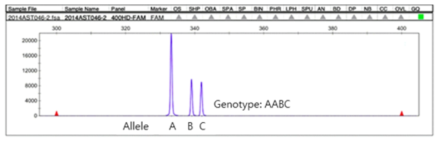 숙은노루오줌A. koreana 에서 개발된 EST-SSR 마커인 AK-014의 genescan 결과. 서로 다른 피크는 SSR 반복 횟수가 다른 대립유전자를, 피크의 높이 차이는 이들의 정량적 차이를 나타낸다