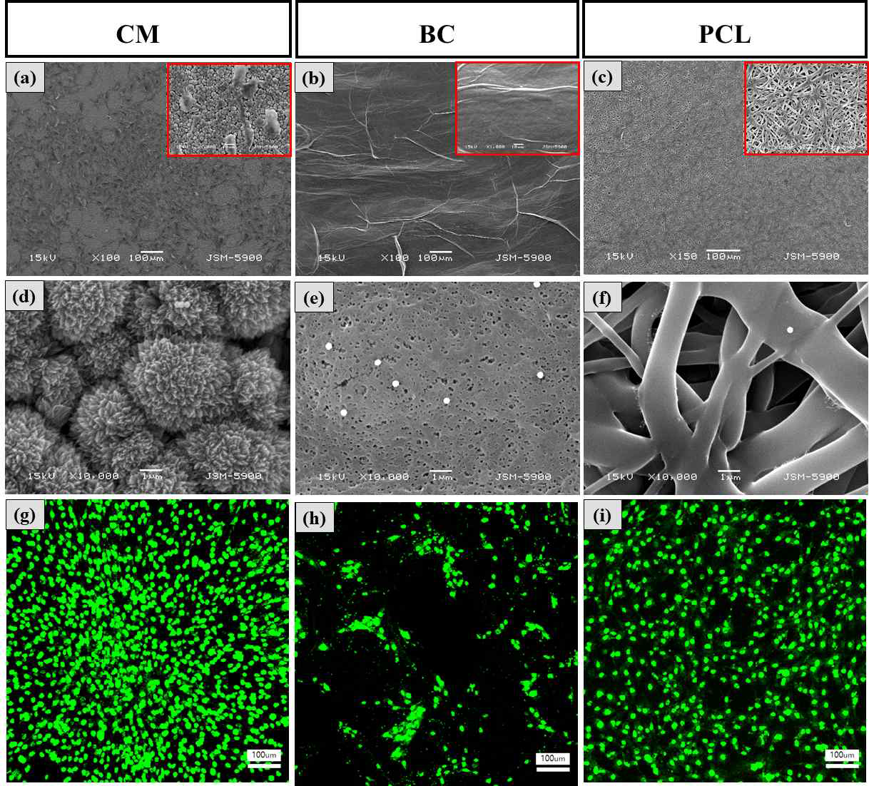 Scanning electron microscopy (SEM) and confocal laser scanning microscopy (CLSM) of MC3T3-E1 cultured on CM ((a), (d), and (g)), BC ((b), (e), and (h)), and PCL ((c), (f) and (i))