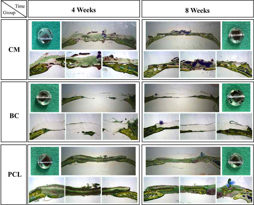 Cross-sectional images (10×) and focused areas (30×) of CM, BC, and PCL at 4 and 8 weeks. The images of the embedded tissue block with the green background presented the cutting direction through the centerline of the block