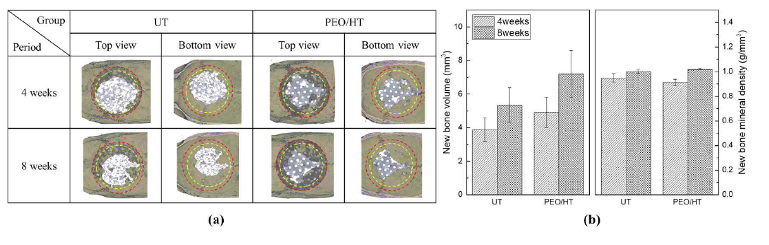 (a) Micro-CT images of the degraded Mg meshes and new bone formed into rat calvarial defects (yellow and red circle indicate calvarial defect and outer line of Mg mesh) and (b) volume and mineral density for the new bone formed in rat calvarial defects