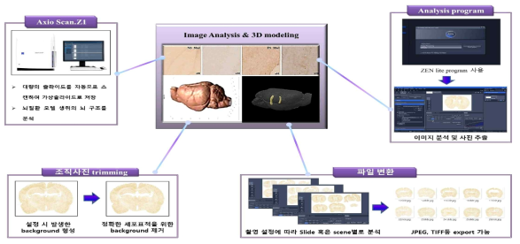 면역화학조직염색을 통해 얻어진 150장의 조직단면을 슬라이드 스캐너를 통해 3D modeling에 용이하도록 단면을 획득함